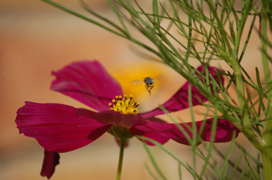 Bee Landing in a Flower