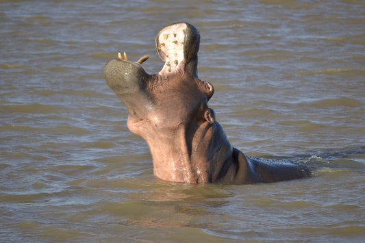 Open Jaws of Hippo