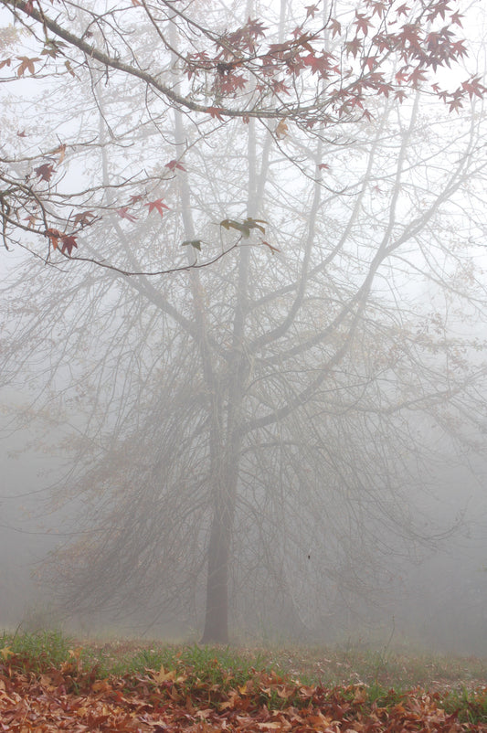 Farm Trees Shrouded in Morning Mist